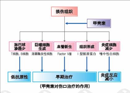 美容中心 甲壳素 图片2.jpg