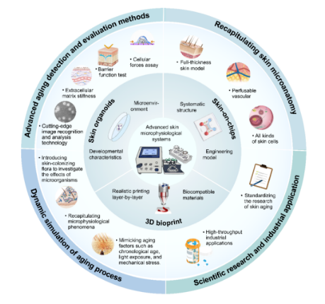 我院与东南大学联合实验室在医工交叉领域国际期刊发表文章，探讨皮肤衰老体外模型技术进展