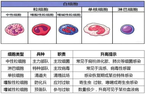 身体的“实时战报”——如何读懂血常规？